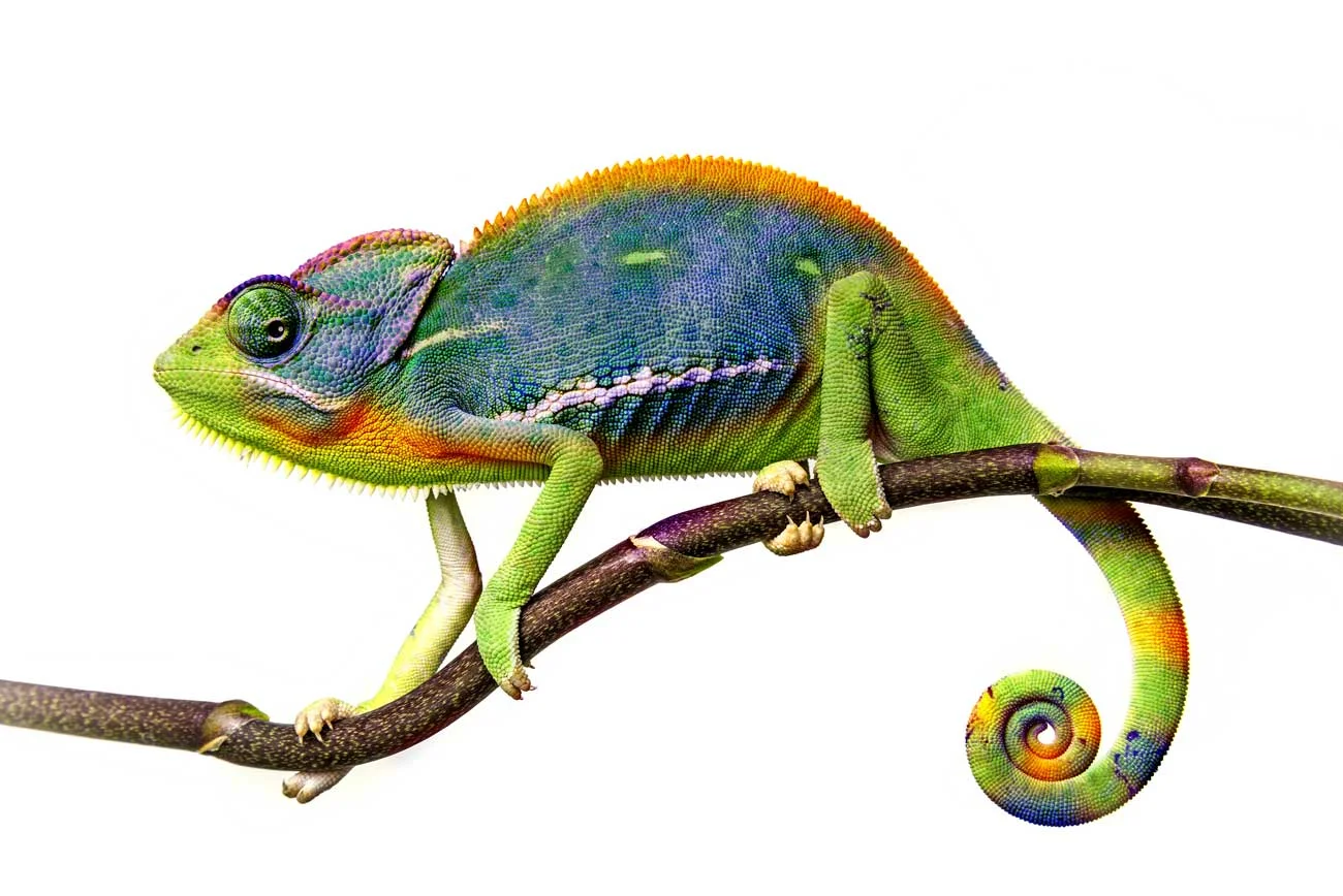 The Chameleon Approach to Lawyering